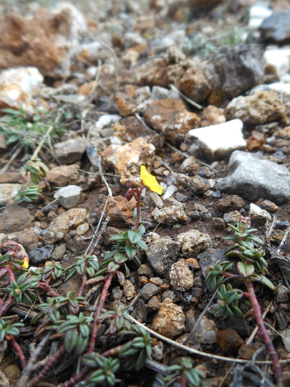 Helianthemum oelandicum subsp. italicum / Eliantemo rupino